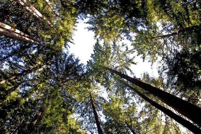 A group of trees and the perspective is from the ground looking up.